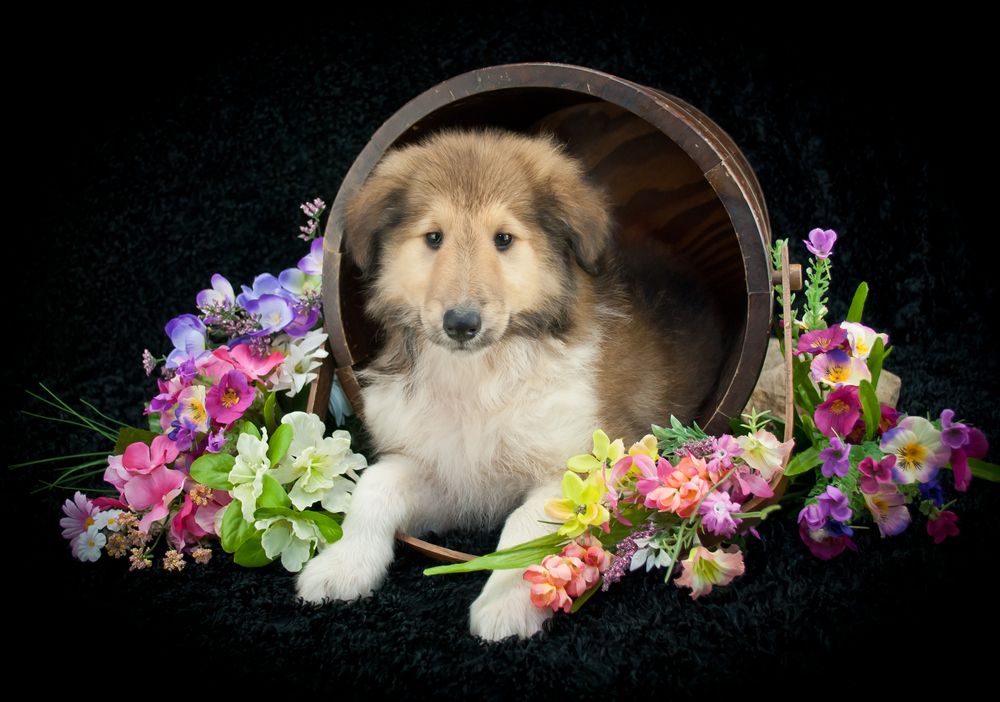 Immagini di cani per gli auguri di Pasqua, il Collie