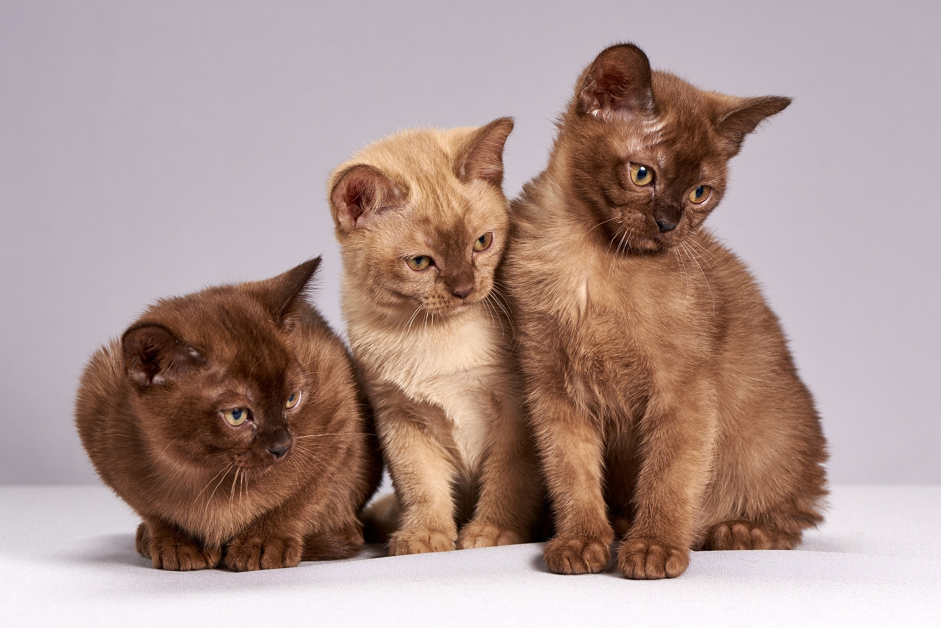 Posture dei gatti e comportamenti anomali che possono indicare malattia