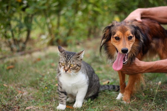 Gatto e cane