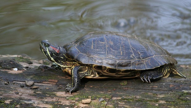 Tartaruga Trachemys scripta elegans