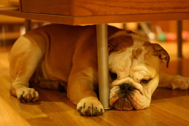 Bulldog inglese