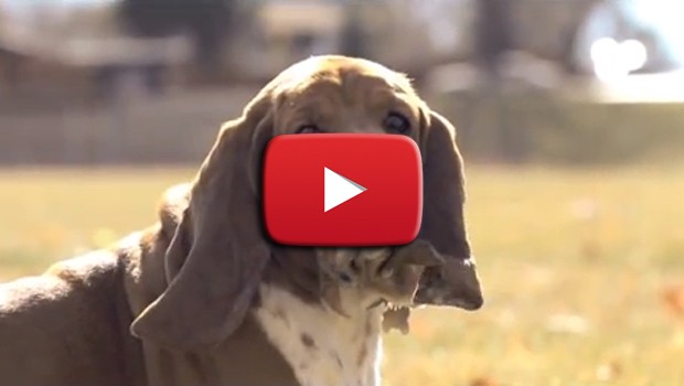 Navi, la basset hound che corre felice