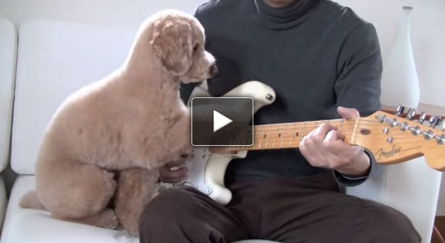 Il barboncino che suona la chitarra