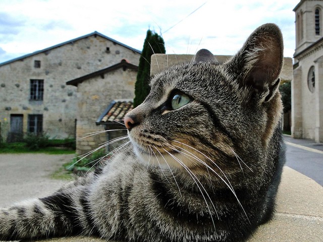 Gatto guarda orizzonte