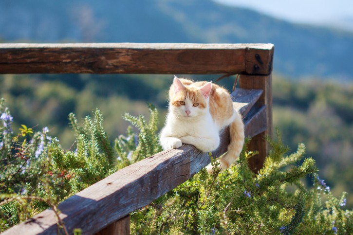 I gatti più belli sono i gatti randagi