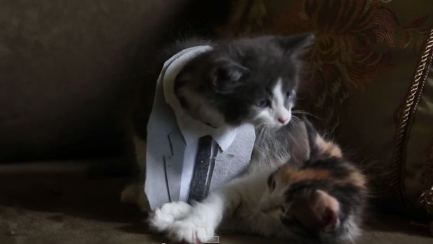 50 Shades of Grey Trailer | Cute Kitten Editio