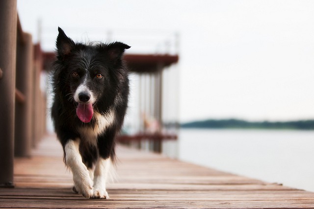 Border collie