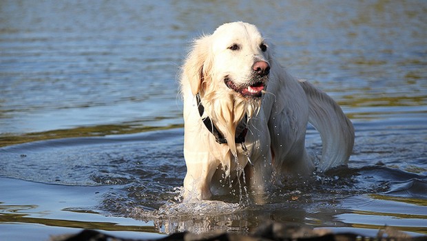 Un cane in acqua