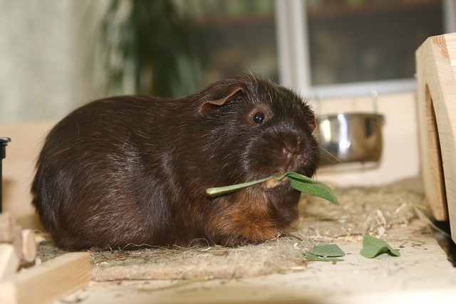 Cavia salvia