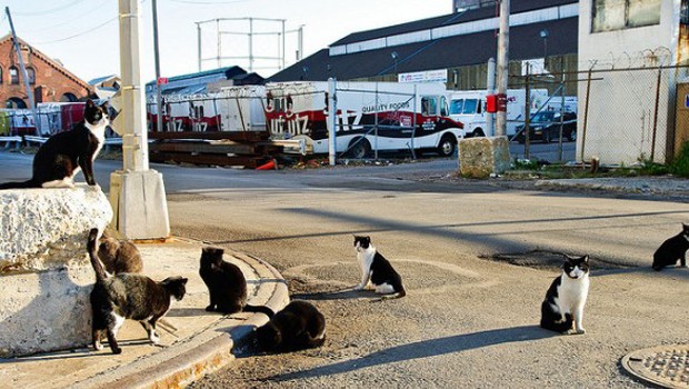 Gatti per strada