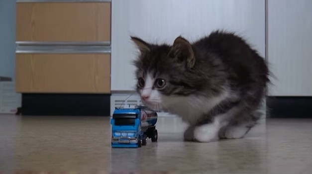 Il gattino e il camion telecomandato