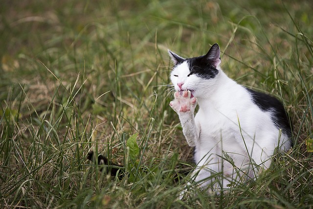 Gatto bocca