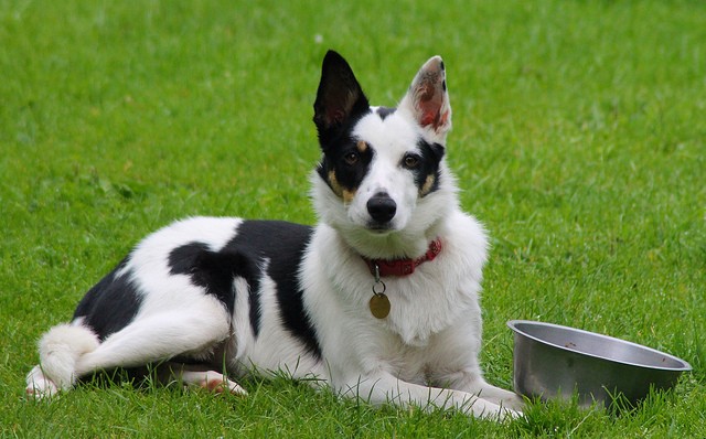 Border collie