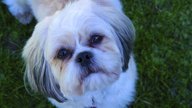 Un cane di razza Shih-tzu