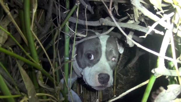 L'eccezionale salvataggio di una cagnoline e dei tre suoi cuccioli