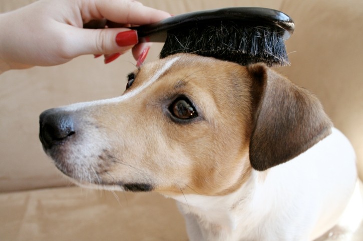 L’igiene del cane: alcuni consigli da tener presente