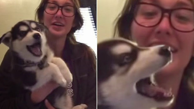 Il cucciolo di husky che prova a parlare