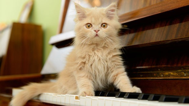 Un gattino sul pianoforte