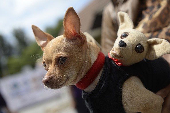 Abbigliamento per cani chihuahua