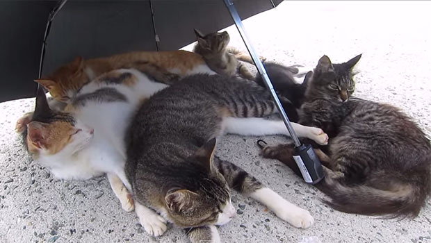 Aoshima, l'isola dei gatti in Giappone