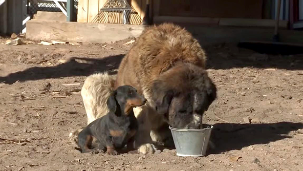 Razor, il bassotto che salva un cane San Bernardo