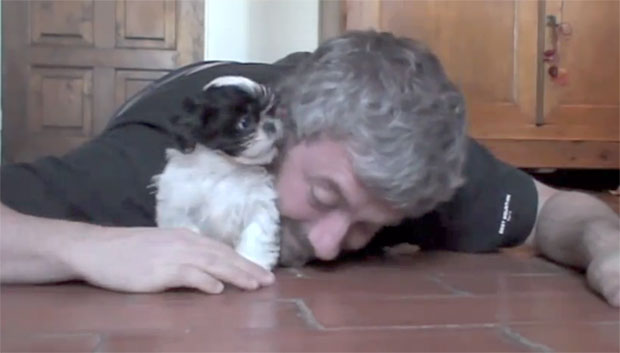 Il cucciolo di Shih Tzu che gioca con il suo umano