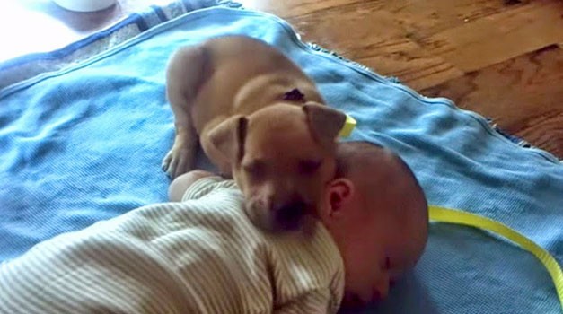 Il cagnolino che crolla dal sonno ma accudisce lo stesso il bebè umano