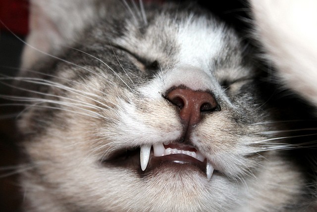 Gatto denti