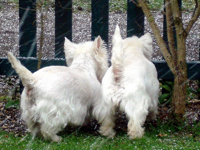 West Highland White Terrier