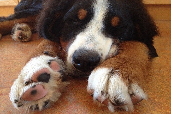 Bovaro Bernese zampa