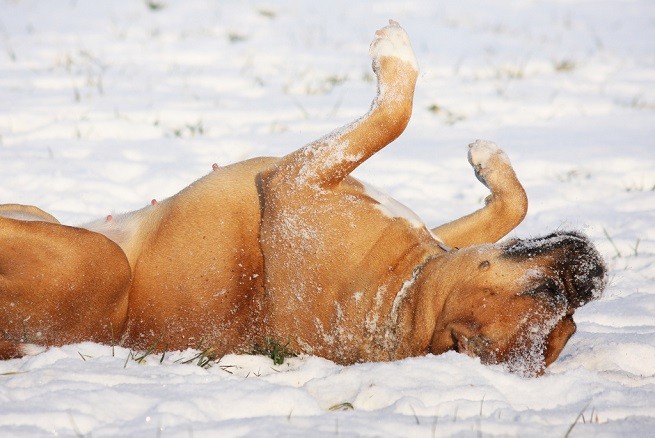 Dogue de Bordeaux