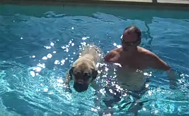 La prima volta in piscina di Sampson, cucciolo di Mastiff