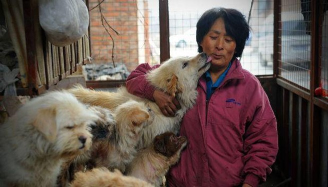 Yang Xiaoyun, la donna cinese che riscatta i cani dal macello