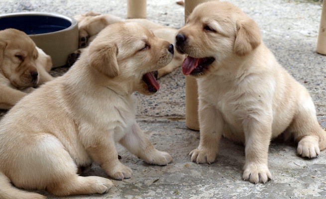 cuccioli labrador