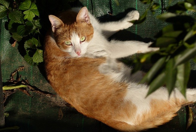 gatto rosso bianco