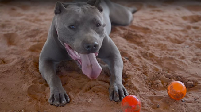 Bruce, il pitbull che ama le palline