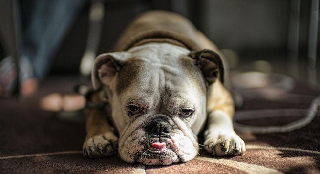 bulldog inglese