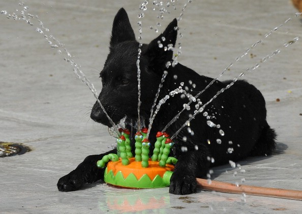 Sei consigli per il benessere del cane in estate