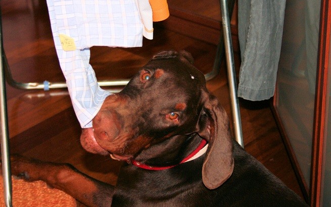 dobermann