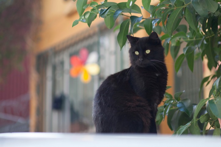 La sfortuna di essere un gatto nero nell’era del selfie