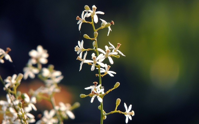 olio di neem