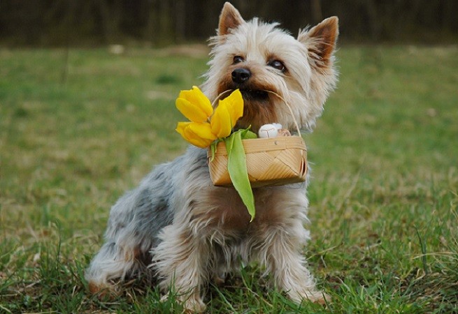 silky terrier