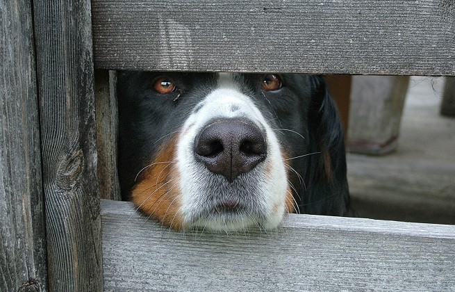 bovaro bernese