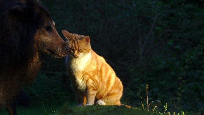 cane gatto