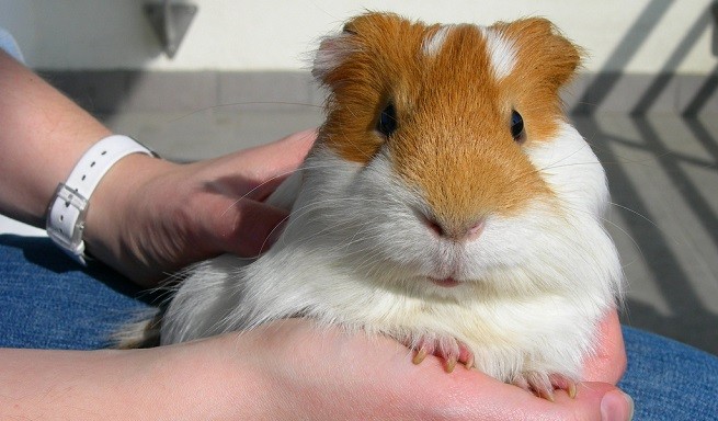 cavia bianco arancio