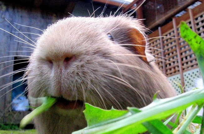 cavia mangia