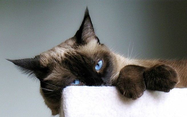 gatto siamese