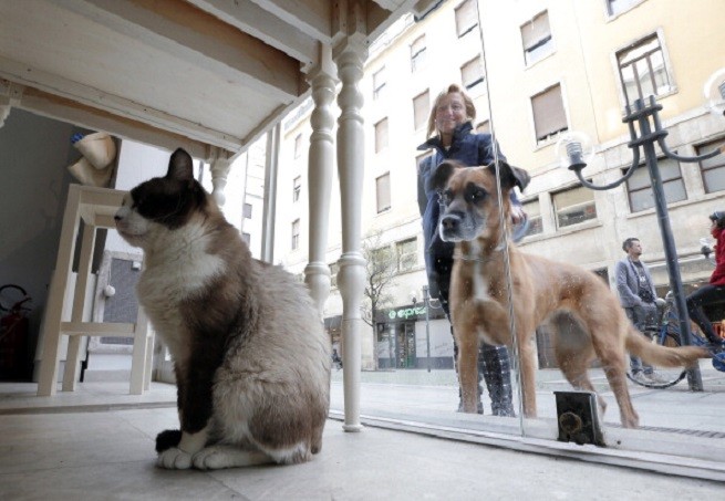 Gatto e cane