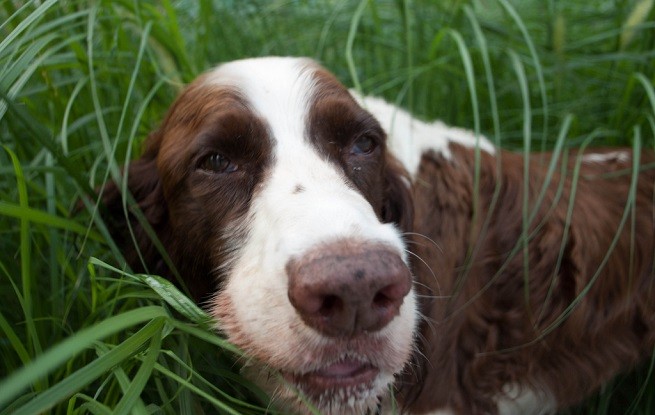 cane prato