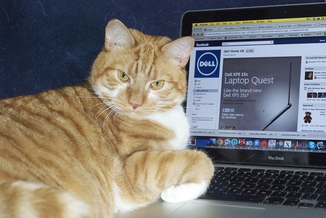 gatto computer